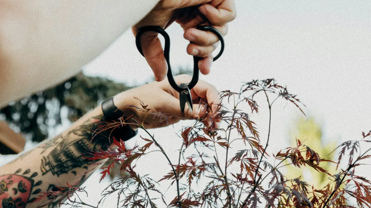 Tattooed hands pruning a bonsai tree with small scissors